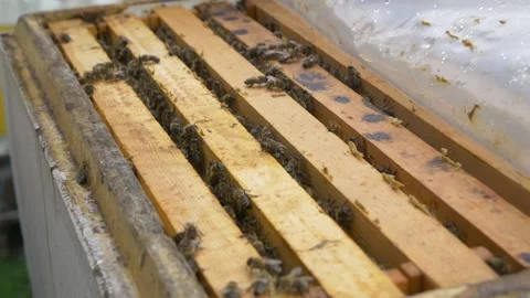 Bees in the hive. Bees move around the combs and produce honey. Stock Footage 197551180