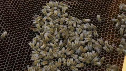 Bees in the hive. Bees move around the combs and produce honey. Stock Footage 197551255