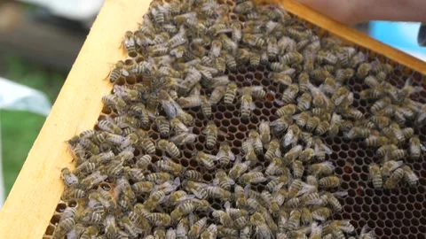 Bees in the hive. Bees move around the combs and produce honey. Stock Footage 197551290