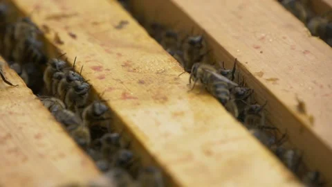 Bees in the hive. Bees move around the combs and produce honey. Stock Footage 197551302