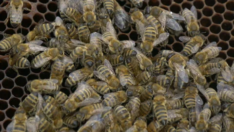 Bees in the hive. Bees move around the combs and produce honey. Stock Footage 197551326