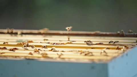 Bees In Hive Body Stock Footage 255064121