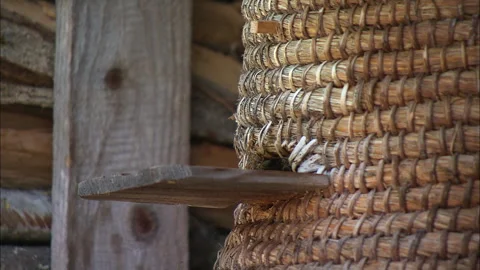 Bees in a hive, buzzing, flying and crawling Stock Footage 290123777