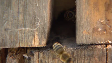 Bees in a hive, buzzing, flying and crawling Stock Footage 290123924