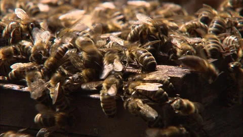 Bees in a hive, buzzing, flying and crawling Stock Footage 290124924