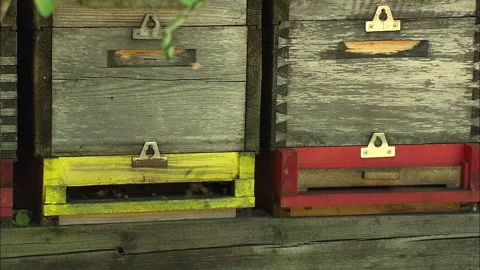Bees in a hive, buzzing, flying and crawling Stock Footage 290126992