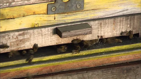 Bees in a hive, buzzing, flying and crawling Stock Footage 290136550