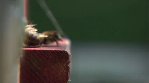 Bees in a hive, buzzing, flying and crawling Stock Footage 290136821