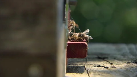 Bees in a hive, buzzing, flying and crawling Stock Footage 290136868