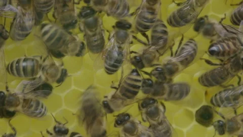 Bees in a hive, buzzing, flying and crawling Stock Footage 290137687