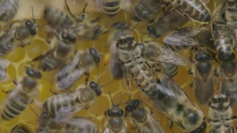 Bees in a hive, buzzing, flying and crawling Stock Footage 290137694