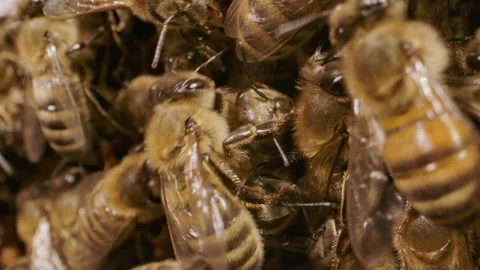 Bees in a hive close up macro slow Stock Footage 161912809