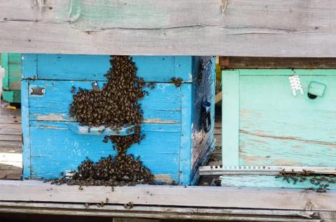 Bees on the hive. Close-up Stock Photos