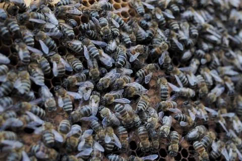 Bees in the hive, close-up, variable focus Stock-Fotos
