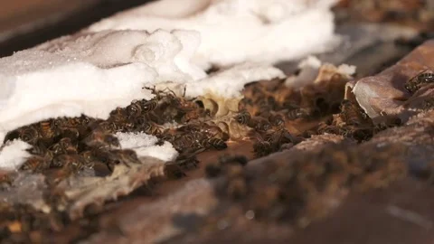 Bees in a hive eating sugar, close up. Видео 73333871