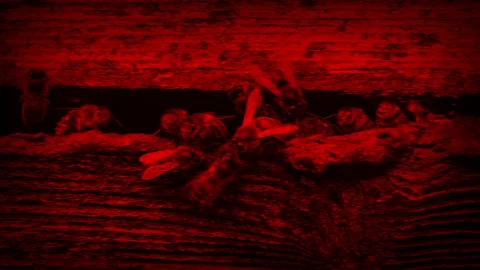 Bees At Hive - Endangered Colony Collapse Red Color Stock Footage 167658088