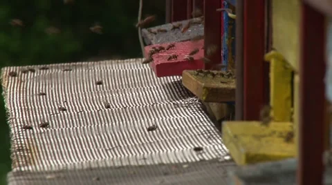Bees at the hive entrance Stock Footage 50578237