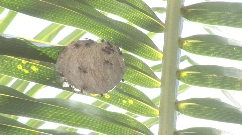 Bees in the Hive Stock Footage 77721