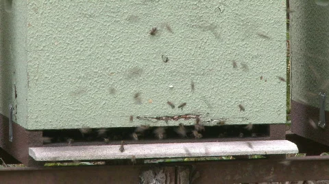 Bees in the hive Stock Footage 527949