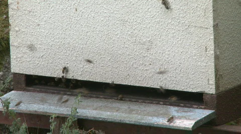 Bees in the hive Stock Footage 527950