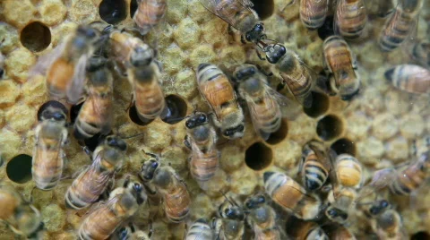 Bees In Hive Stock Footage 701255