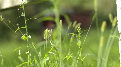 Bees in the hive Stock Footage 1094893