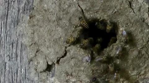 Bees in hive Vídeo Stock 10575894