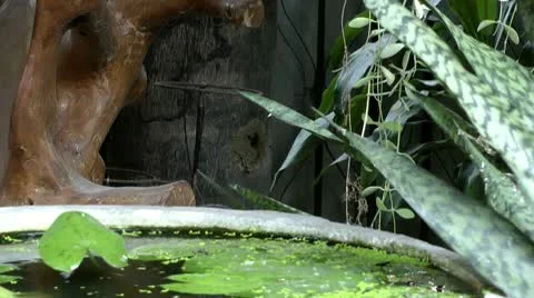 Bees in hive Stock Footage 10576073