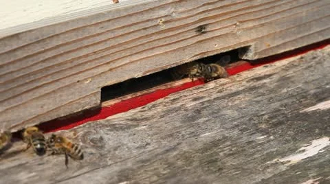 Bees at hive. Stock Footage 11630210