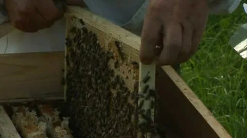 Bees in the hive Stock Footage 20538542