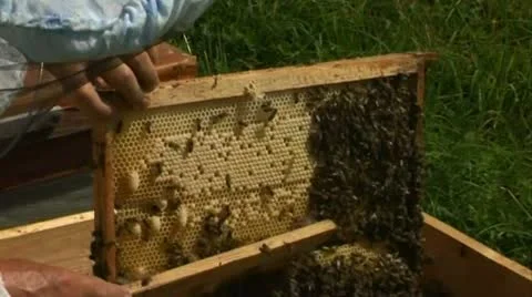 Bees in the hive Stock Footage 20538545