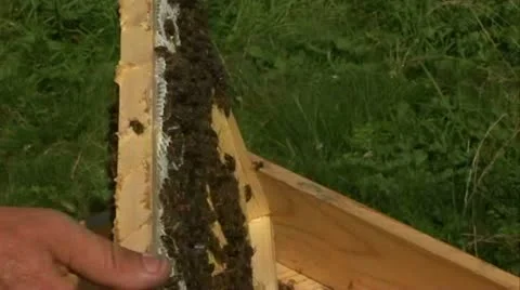 Bees in the hive Stock Footage 20538564