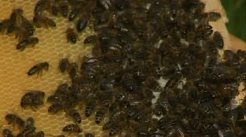 Bees in the hive Stock Footage 20538568