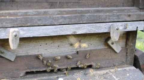 Bees - Hive Stock Footage 22878525