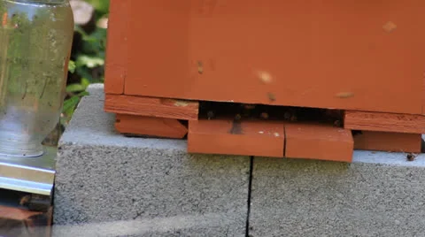 Bee's a on hive. Stock-Footage 25587775