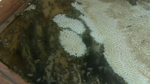 Bees in the hive Stock Footage 27118404