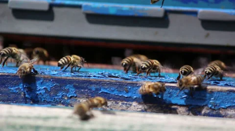 Bees in the hive Stock Footage 30922550