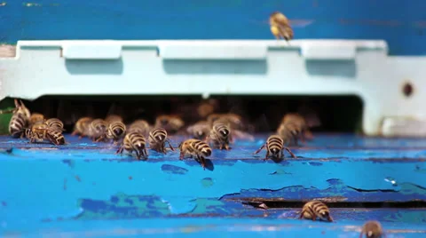 Bees in the hive Vídeo Stock 30924174