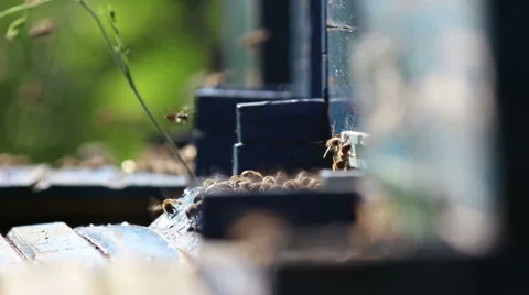 Bees in the hive Vídeo Stock 30925284