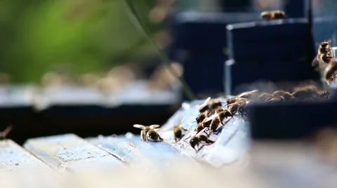 Bees in the hive Video stock 30948947
