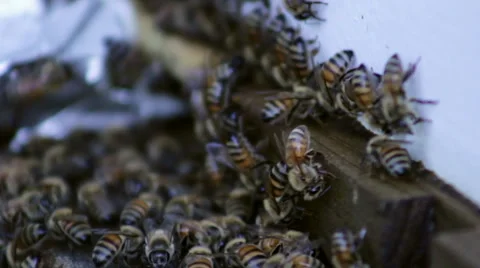 Bees At The Hive Stock Footage 42182879