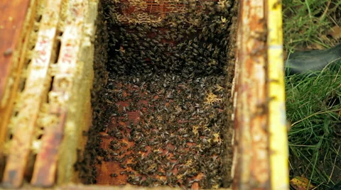 Bees in the hive. Stock Footage 46271995