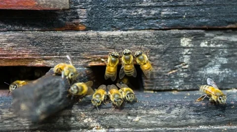 Bees In The Hive. 스톡 동영상 49706672