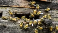 Bees In The Hive. Stock Footage
