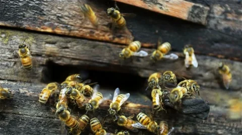 Bees In The Hive. Stockbeeldmateriaal 49707433