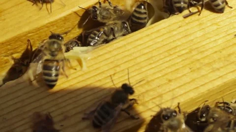 The bees in the hive Video stock 53767361