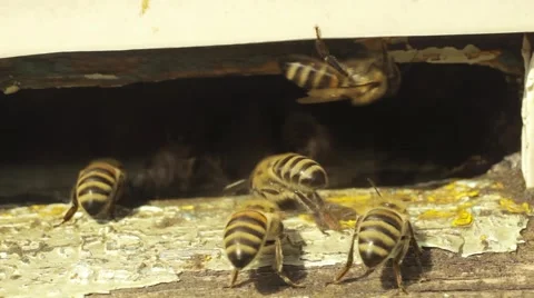 The bees in the hive Vidéo 53767412