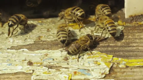 The bees in the hive Vidéo 53767459