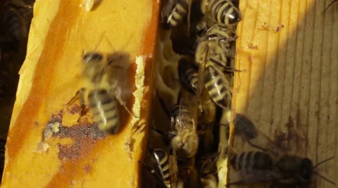 The bees in the hive Vidéo 55489248