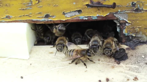 The bees in the hive Video stock 56204529